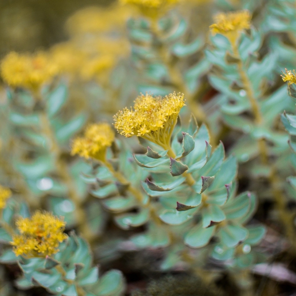 FSS Rhodiola Eye Complex PET